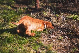 backyard dog digging