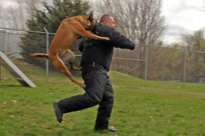 police dog trainer